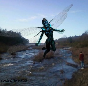 Dragonfly in Flight Images Copyright 2016 by Linda Whitson