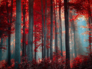 Image credit: 7themes.com http://7-themes.com/6807791-red-forest.html