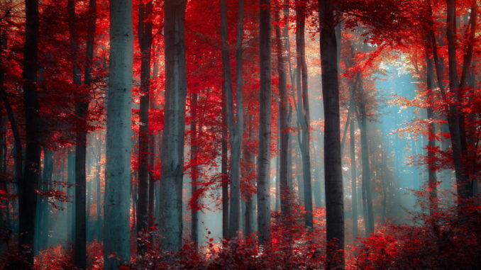 The Crimson Forest on Bikmorr - d20 Radio