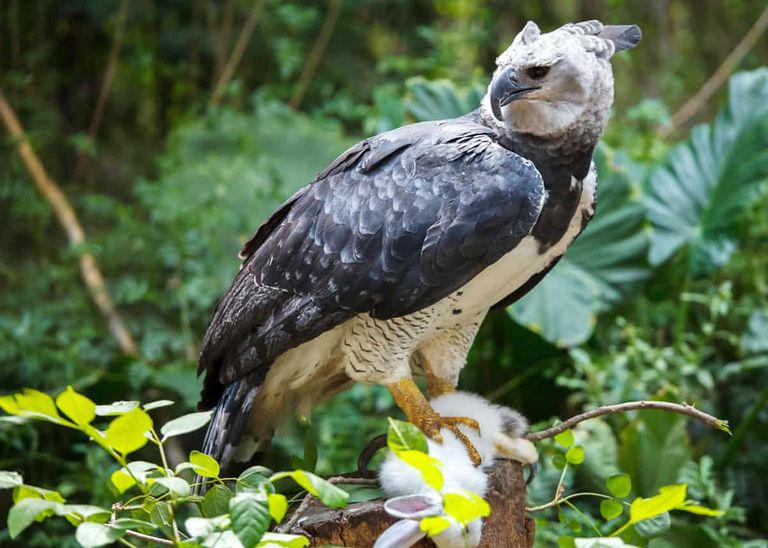 Xenobiology 101 - Harpy Eagle for D&D 5e and Mutants & Masterminds 3e ...